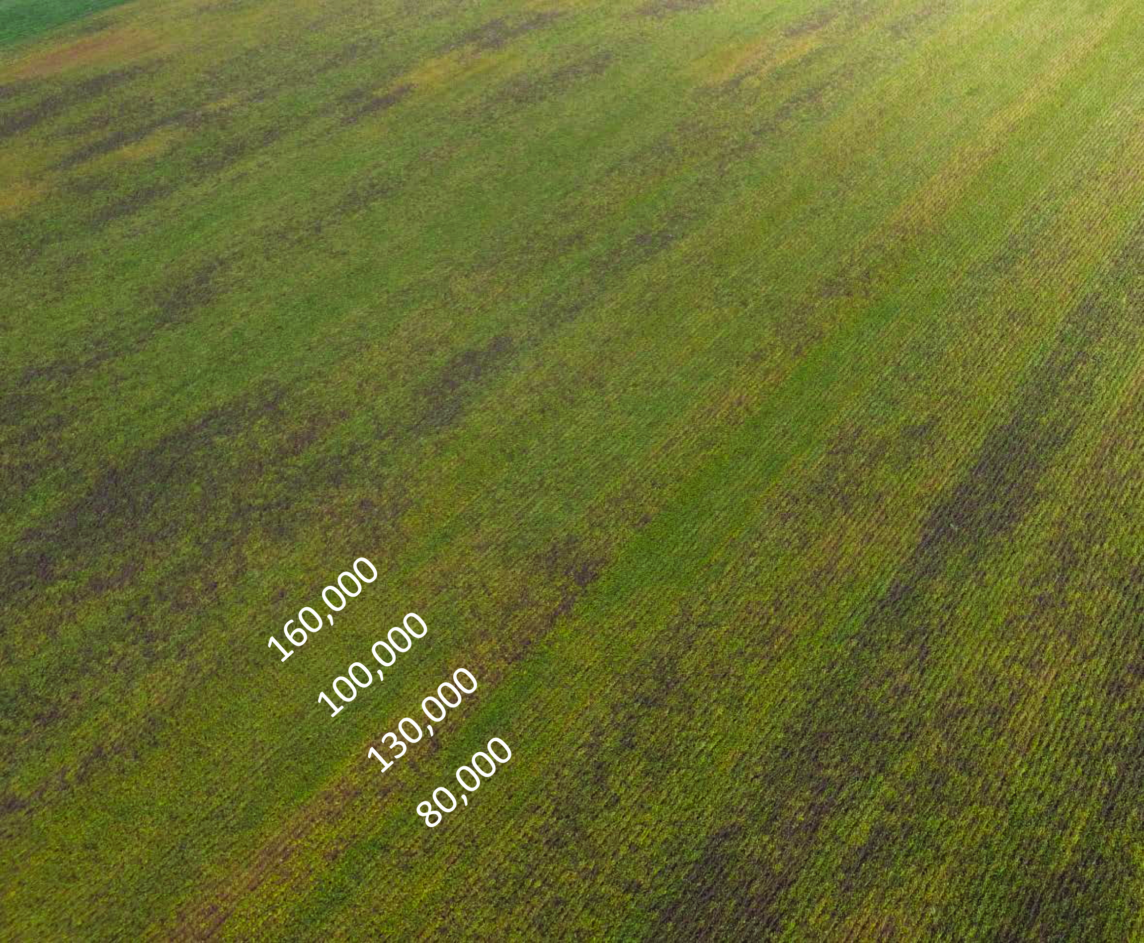 Drone image of soybean field